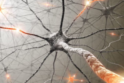 Brain Neuron photo